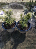 Podocarpus(plum pine) - Malaysia Online Plant Nursery