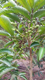 Pokok Pulasan - Malaysia Online Plant Nursery