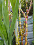 Rainbow Lucky Sugar Cane - Malaysia Online Plant Nursery