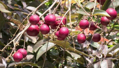 Pokok Red Ruby Longan - Malaysia Online Plant Nursery