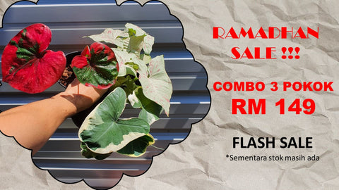 COMBO SALE!!! 3 PLANT RM 149