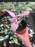 Syngonium Pink ☘Boleh dijadikan tanaman indoor ☘Boleh dijadikan sebagai tanaman hiasan ☘Bentuk daun menyerupai bentuk hati ☘Perlukan cahaya yang seimbang (partial sunlight) ☘Senang dijaga. Sell price : RM38