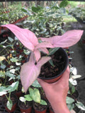 Syngonium Pink ☘Boleh dijadikan tanaman indoor ☘Boleh dijadikan sebagai tanaman hiasan ☘Bentuk daun menyerupai bentuk hati ☘Perlukan cahaya yang seimbang (partial sunlight) ☘Senang dijaga. Sell price : RM38