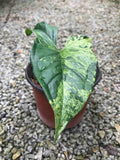 Syngonium Mojito ☘Boleh dijadikan tanaman indoor ☘Boleh dijadikan sebagai tanaman hiasan ☘Bentuk daun menyerupai bentuk hati ☘Perlukan cahaya yang seimbang (partial sunlight) ☘Senang dijaga. Sell price : RM90