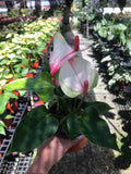 Anthurium White Red - Nursery Kebun Bandar