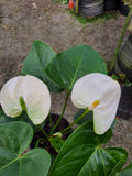 Anthurium White - Nursery Kebun Bandar