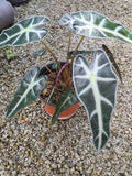 Alocasia logiloba -Malaysia online plant nursery