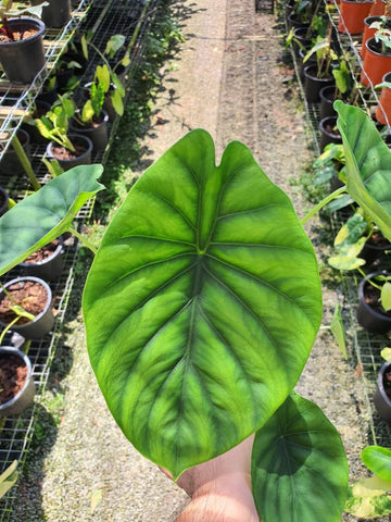 Alocasia Clypeolata Indoor Plant - Nursery Kebun Bandar