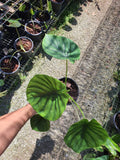 Alocasia Clypeolata Indoor Plant - Nursery Kebun Bandar