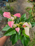 Anthurium Pink - Nursery Kebun Bandar