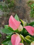 Anthurium Pink - Nursery Kebun Bandar