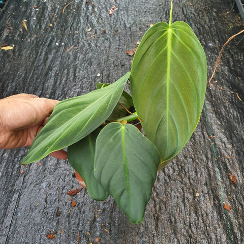 Philodendron Gigas - Nursery Kebun Bandar