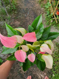Pokok Hiasan Anthurium Pink