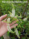 White Butterfly Bush - Malaysia Online Plant Nursery