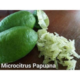 Microcitrus Papuana - Malaysia Online Plant Nursery