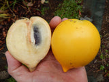 Abiu (Golden Fruit) - Malaysia Online Plant Nursery