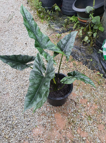 Alocasia Simpo - Malaysia Online Plant Nursery