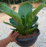 Anthurium Fire Phoenix - Malaysia Online Plant Nursery
