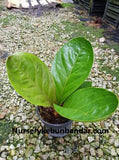 Anthurium Fire Phoenix - Malaysia Online Plant Nursery