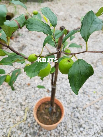 Pokok Apple Bidara - Malaysia Online Plant Nursery