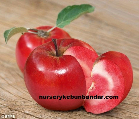 Apple Red love Tree - Malaysia Online Plant Nursery
