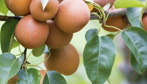 Pokok Asian Pear - Nursery Kebun Bandar