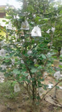 Pokok Asian Pear - Nursery Kebun Bandar