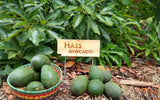 Avocado Hass - Malaysia Online Plant Nursery