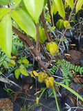 Pokok Belimbing Madu Thailand - Malaysia Online Plant Nursery