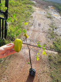 Pokok Belimbing Madu Thailand - Malaysia Online Plant Nursery