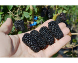 Black Beauty Blackberry (USA) - Malaysia Online Plant Nursery