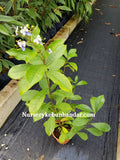 Blue Butterfly Bush - Malaysia Online Plant Nursery