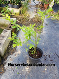 Pokok Blueberry  - Malaysia Online Plant Nursery