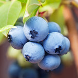 Pokok Blueberry  - Malaysia Online Plant Nursery
