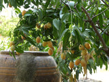 Pokok Kundang Madu Siam (Marian Plum) - Malaysia Online Plant Nursery
