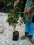 Pokok Kundang Madu Siam (Marian Plum) - Malaysia Online Plant Nursery