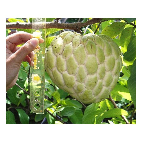 Buah Nona/Sugar Apple (JUMBO AUSTRALIA) - Malaysia Online Plant Nursery
