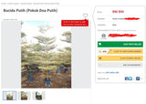 Bucida Variegated (Pokok Doa) - Malaysia Online Plant Nursery