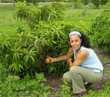 Canistel (EggFruit) Tree - Malaysia Online Plant Nursery