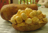 Cempedak Durian - Nursery Kebun Bandar