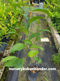 Cempedak CH28 - Malaysia Online Plant Nursery