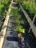 Longan Chompoo - Malaysia Online Plant Nursery
