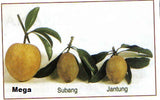 Pokok Ciku Mega - Malaysia Online Plant Nursery