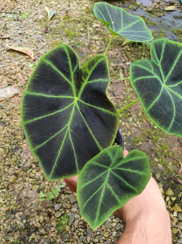 Colocasia black - Malaysia Online Plant Nursery