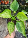 Alocasia Cucullata Variegated - Malaysia Online Plant Nursery