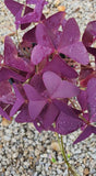 Purple Oxalis - Nursery Kebun Bandar