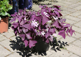 Purple Oxalis - Nursery Kebun Bandar