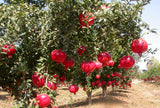 Indian Pomegranate (Delima) - Malaysia Online Plant Nursery