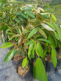 Durian Monthong Tree - Malaysia Online Plant Nursery
