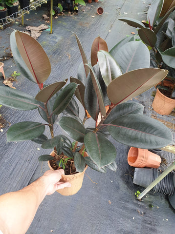 Ficus tree - Malaysia Online Plant Nursery